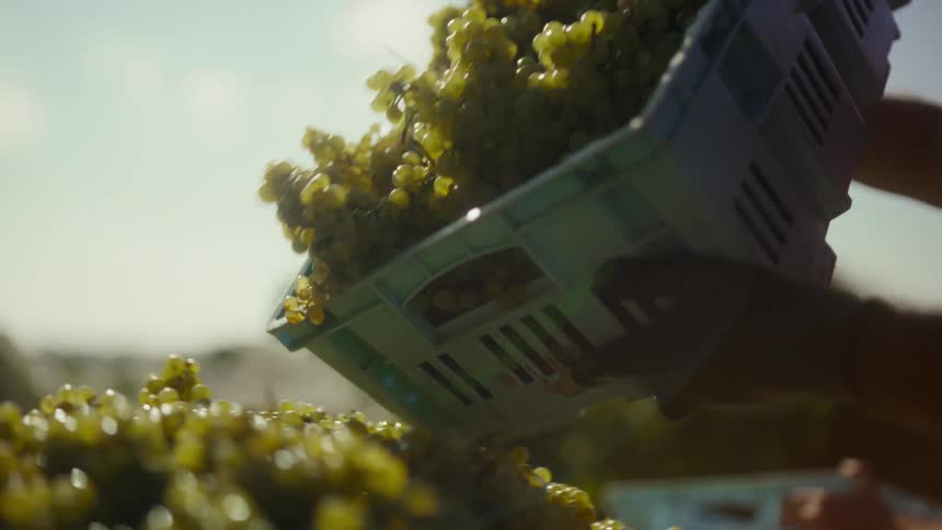 A harvester tips a plastic crate to pour a fresh batch of green grapes into a large collection binthe sunlight catches the translucent fruit as it spills forward highlighting the abundance of the harvest