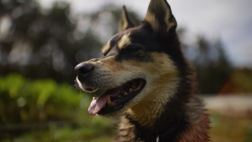 Dog with tongue out in an outdoor setting with blurred greenery in the background