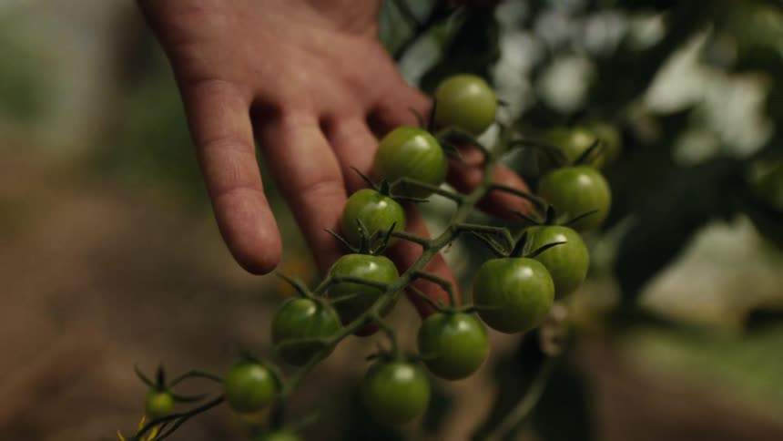 Small green tomatoes on the vine in a persons hand