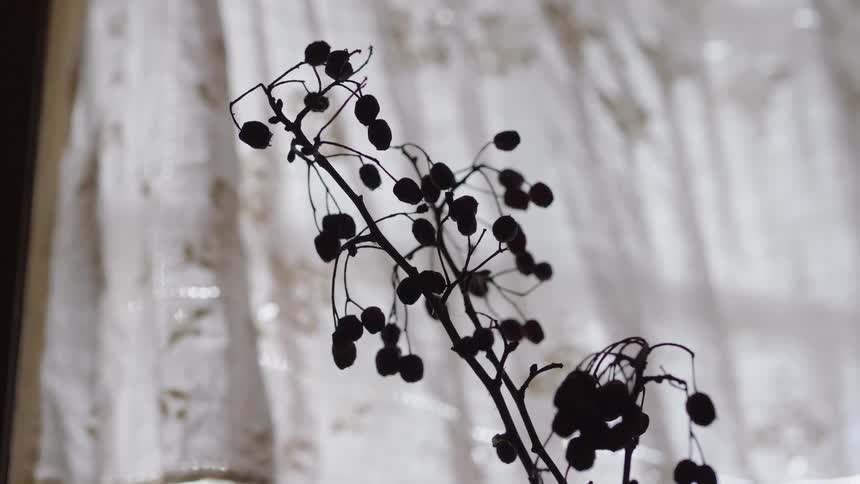 A close up view shows a dark branch with small round berries in front of a white patterned curtain