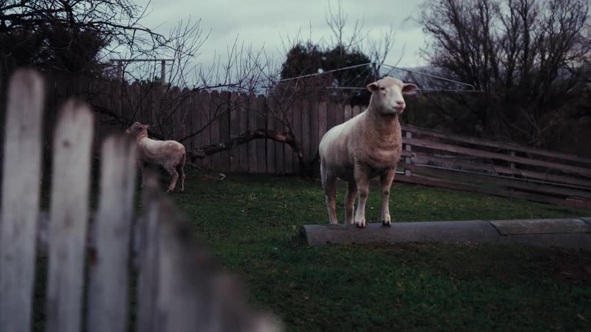 A group of sheep standing outdoors on a sunny day