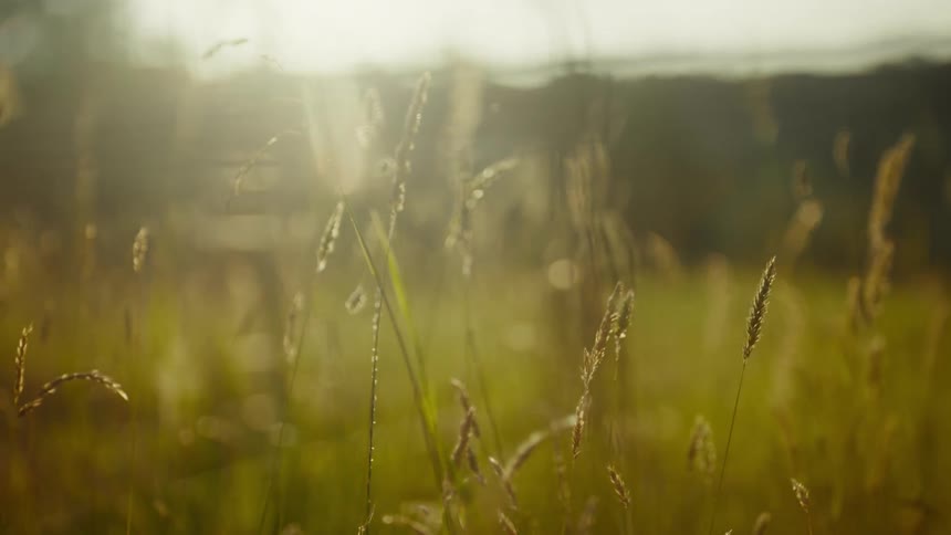 Sunlight filters through tall grass in a field during golden hour