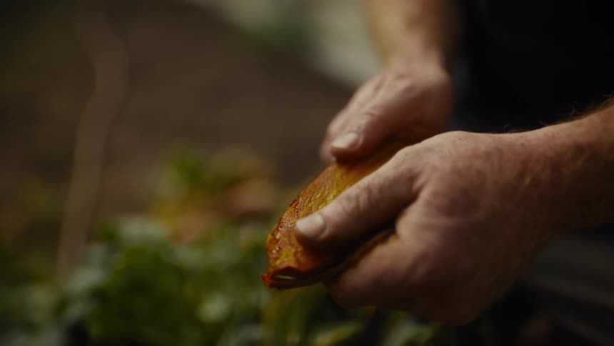 Hands hold a freshly harvested ambercolored food in a natural setting