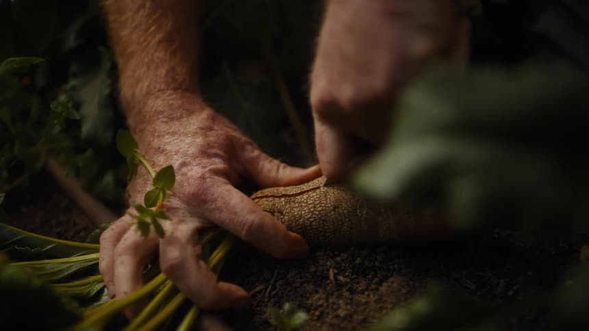 A person carefully harvests a large root vegetable from dark soil in a forest garden