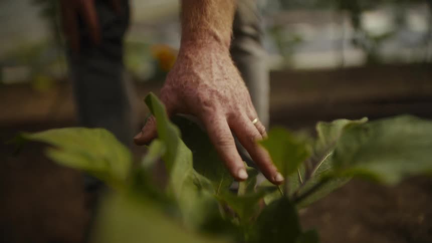 A man wearing a wedding ring reaches down to gently touch and inspect the large green leaves of a plant growing in a soil bed inside a greenhouse