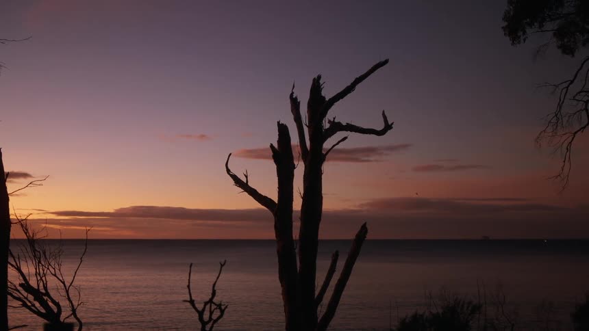 A weathered leafless tree trunk stands in stark silhouette against a deepening purple and orange twilight sky