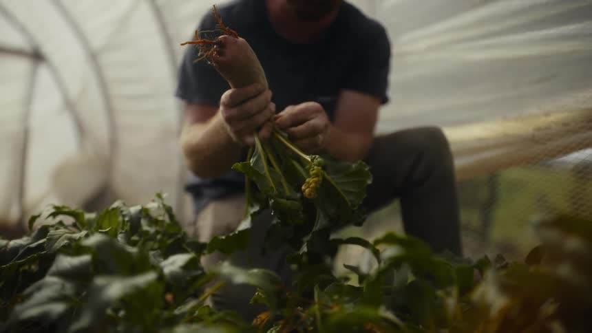 Person holding a freshly harvested vegetable with exposed roots inside a greenhouse