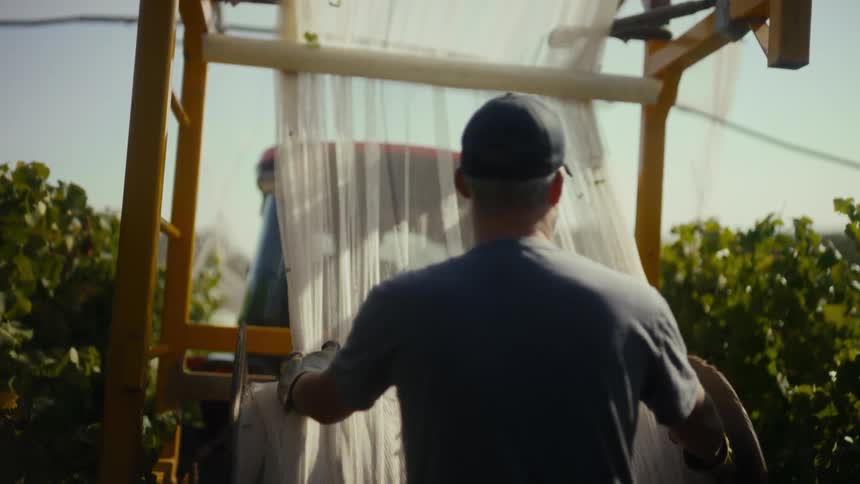 Worker handling agricultural equipment between vineyard rows during harvest