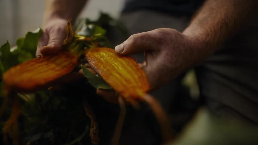 Freshly harvested beet cut in half being held by hands with green leaves in the background