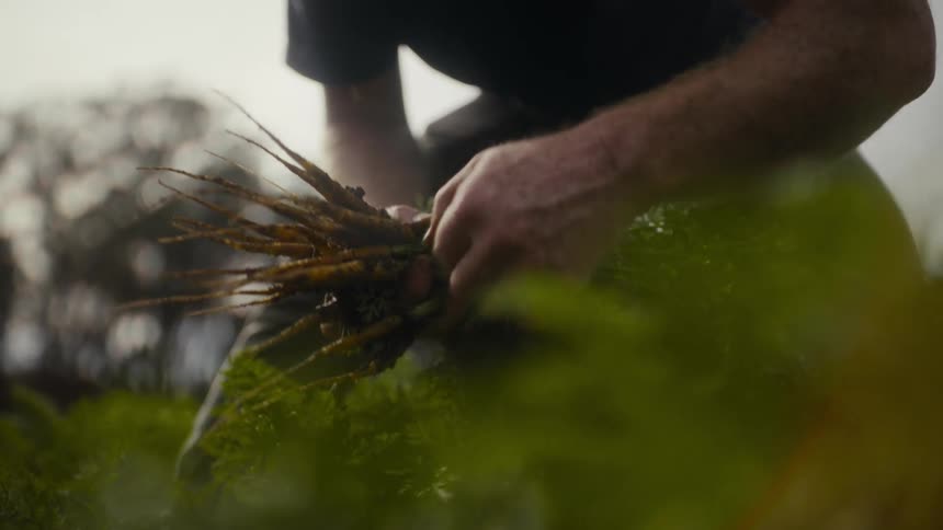 A man is pulling carrots out of the ground