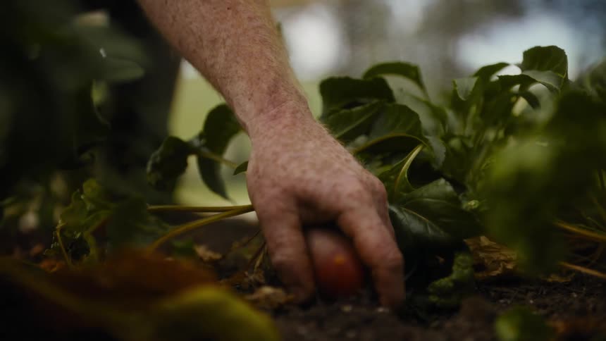 A weathered hand reaches into the dark damp soil to firmly grip a round root vegetableas the hand pulls upward a dirtcovered beet is unearthed trailing thin roots and surrounded by leafy green foliage