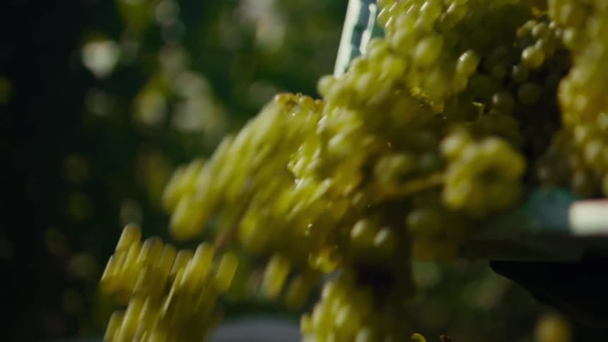 A person empties a crate filled with light green grapes for wine making
