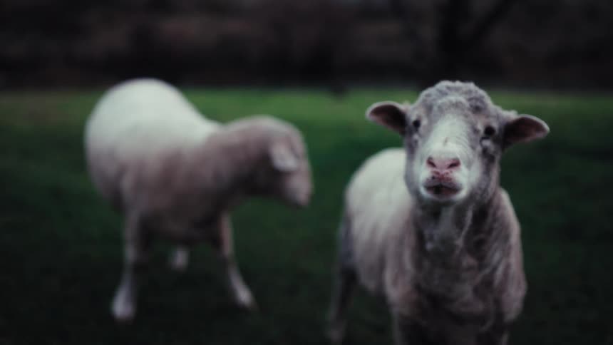 In a moody overcast field a sheep in the foreground stares directly at the camera with a curious expressionbehind it another sheep grazes and wanders through the dark green grass as the evening light fades
