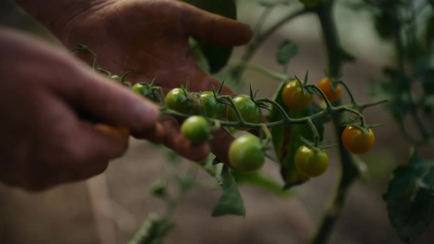 A person uses both hands to gently support and inspect a long vine of ripening cherry tomatoes in a garden transitioning from green to yellow under soft natural lighting while the surrounding foliage remains out of focus