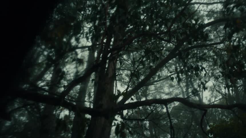 Tall trees and dense branches in dark forest with misty background
