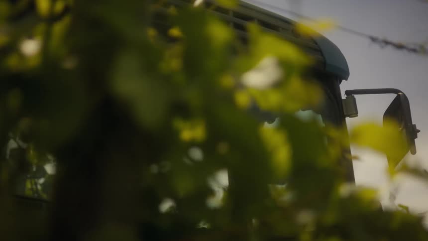 Person operates farming machine seen through foliage in sunlit rural setting