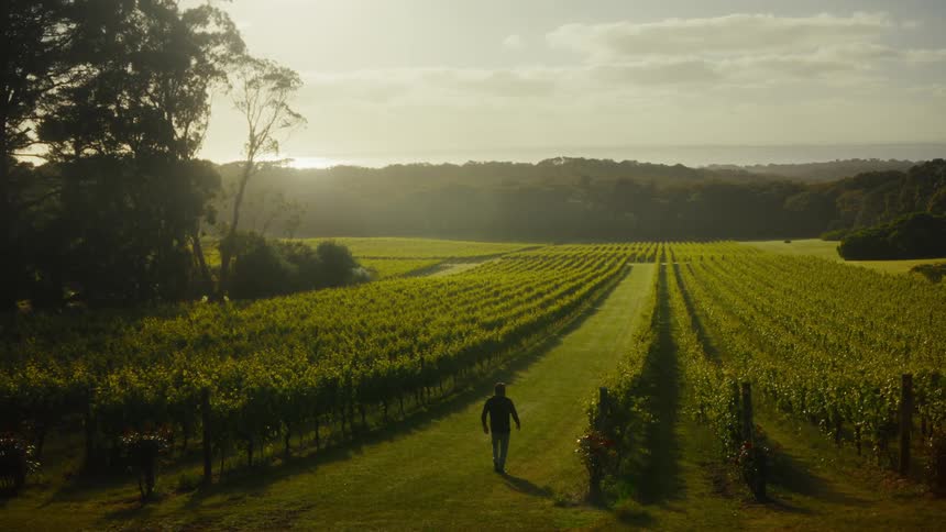 A man strolls casually down the grassy aisle of a sprawling vineyard silhouetted against a brilliant sunset that casts a golden haze over the vines and the distant sea horizon