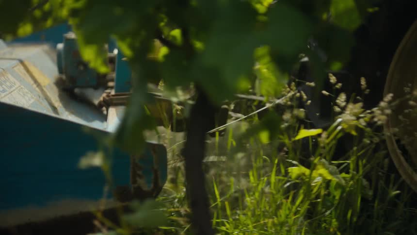 A close view of a blue agricultural machine attached to a tractor as it mows through tall green grass and weeds in a vineyard on a sunny day