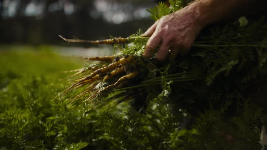 A person adds a freshly picked carrot to the large bundle they are holding in a sunny field