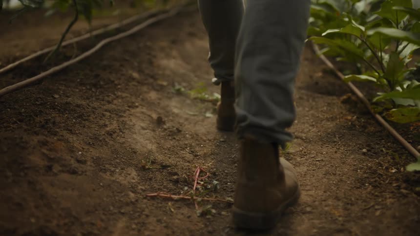 Someone in work boots walks along a dirt path between rows of leafy plants