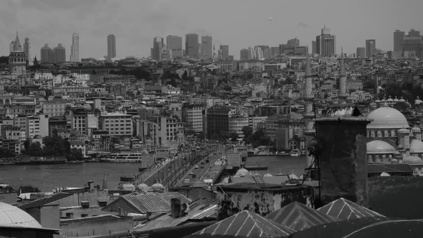 The birds glide over the city