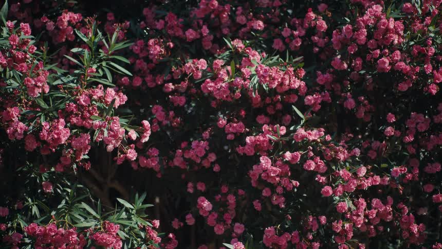 Shrub covered with densely clustered pink flowers among green leaves
