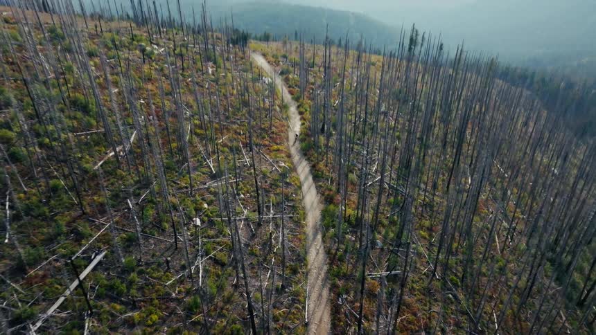 The dirt bike rides past the very tall trees on a trail
