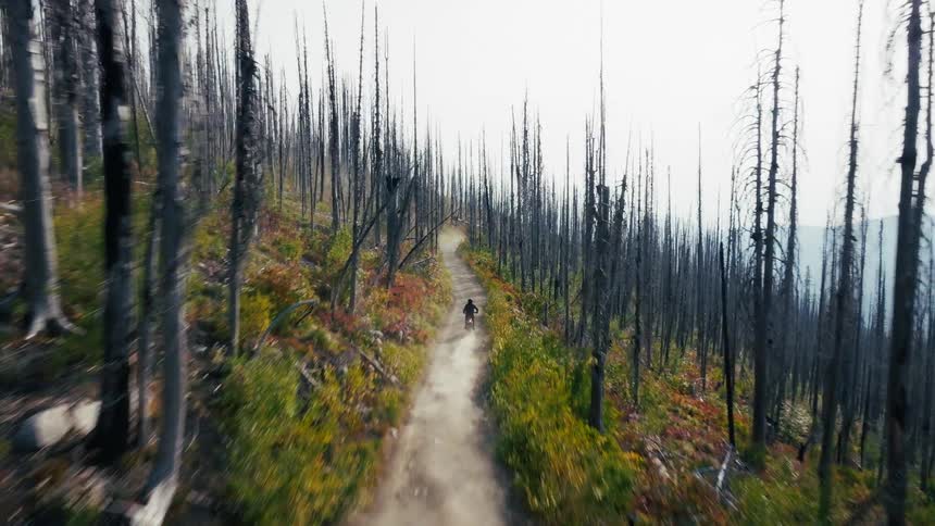 A person on a motorcycle rides along a narrow dirt path that winds through a vast forest of tall thin burnt trees on a hillside