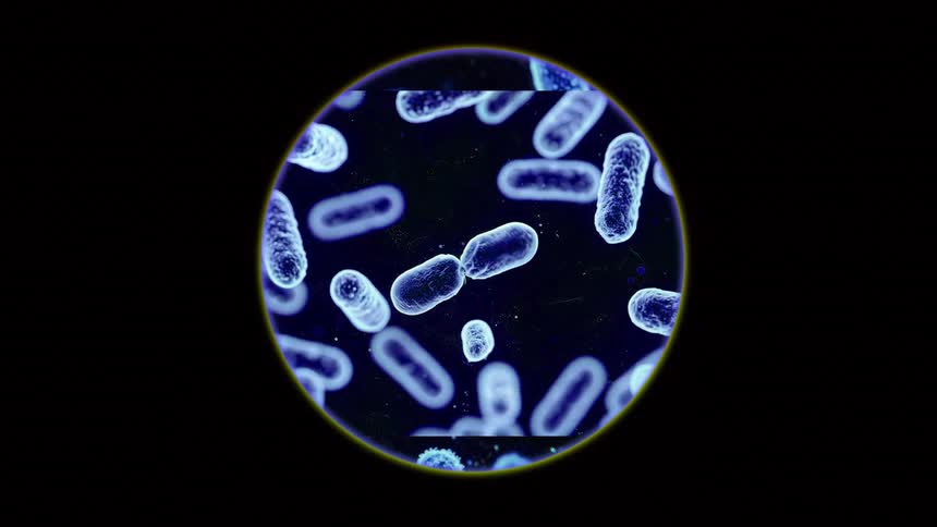 Rodshaped bacteria distributed within a circular field against a dark background with bluish coloration