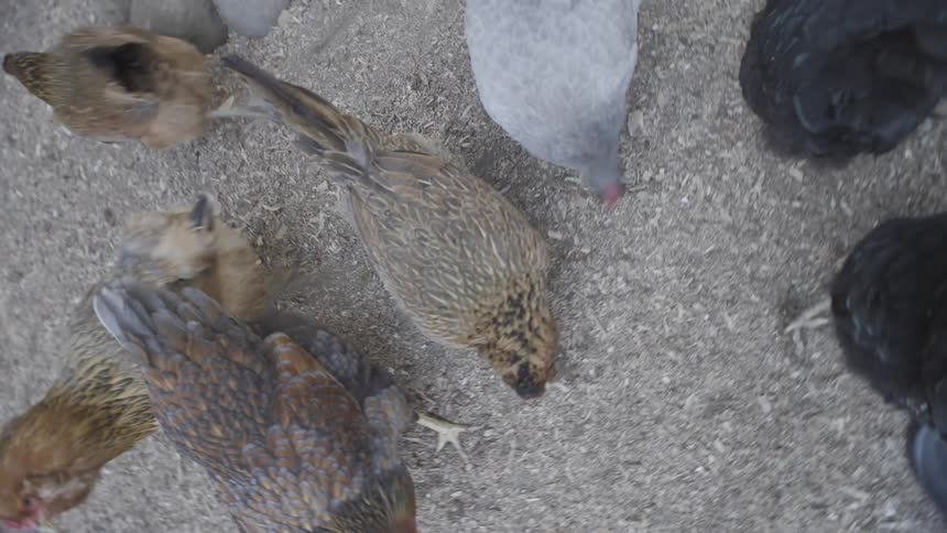 A group of chickens with varied plumage including speckled brown and solid grey feathers huddles together on a dusty ground they are actively pecking at the floor searching for food in a communal feeding behavior