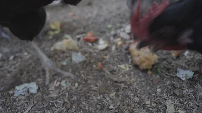 Roosters and hens outside eating from the ground