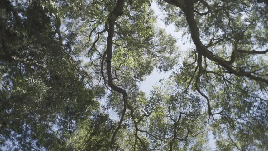 A view of trees in a forest
