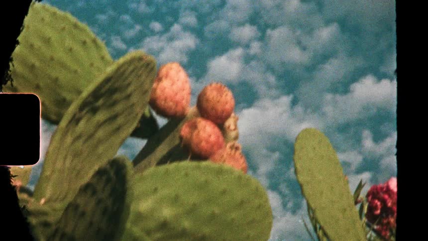 A large prickly pear cactus heavy with reddish fruit stands against a bright dappled blue skynearby vibrant pink flowers and green trees sway gently in the breeze beside a white building