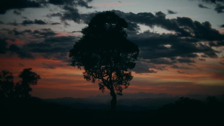 A tall tree standing in the wilderness among other trees with dark clouds covering the sky at sunset