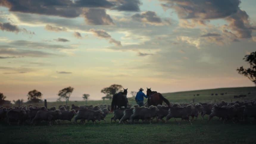 Two men with horses and sheep outdoors
