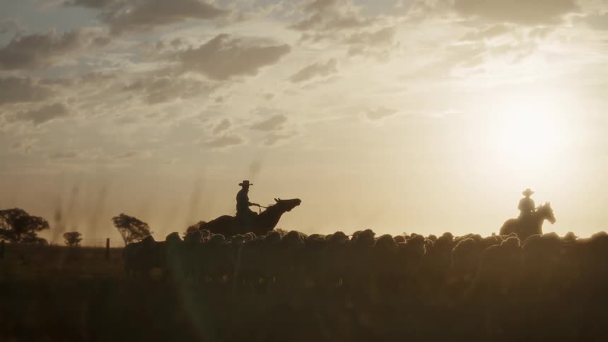 Two figures on horseback shepherd a large flock of animals across a wide open fieldthe scene is captured in silhouette against a bright lowhanging sun during a golden hour sunset