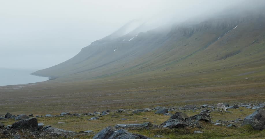 A lone reindeer with white fur grazes in a vast rocky field at the base of steep fog covered mountains along a coastline