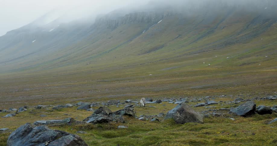 Mountain valley with scattered rocks and mistcovered slopes