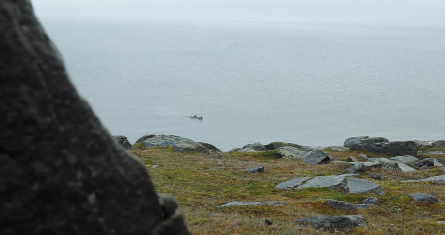 A view of a rocky grassy coastline and grey sea is revealed from behind a dark foreground rock