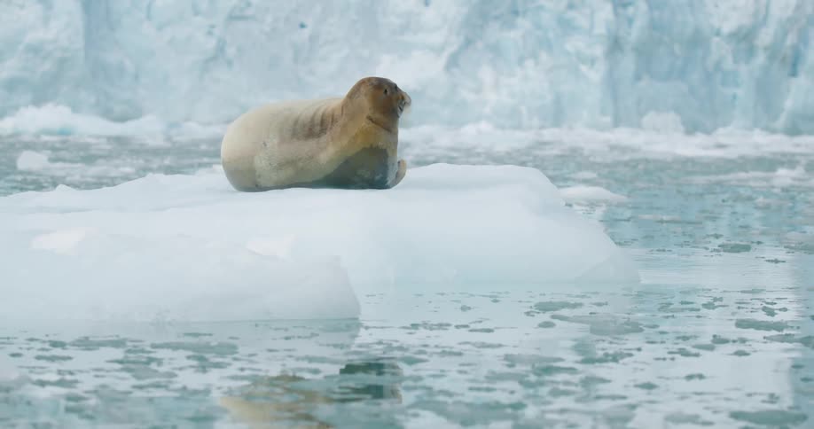A seal on a piece of ice in the arctic
