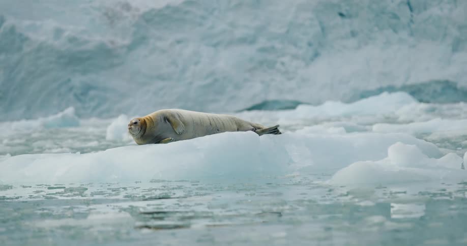 Seal lying on a floating ice block with a bluish glacier in the background