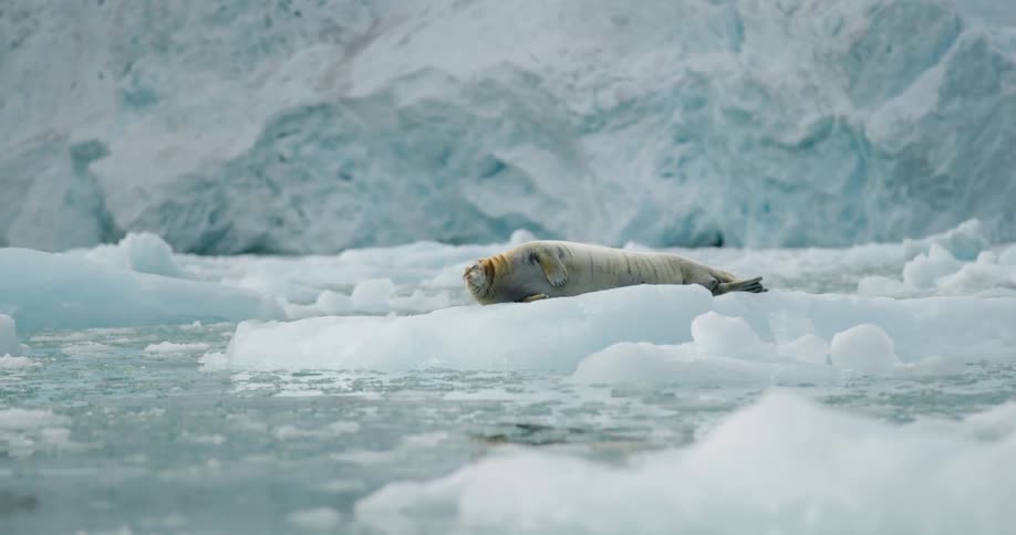A seal rests peacefully on a drifting ice floe in arctic waters behind the animal a massive bluewhite glacier wall creates a cold and dramatic backdrop