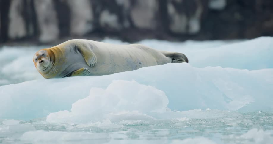 Seal rests on a floating ice floe in cold waters