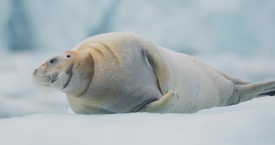 A light colored seal rests on a large piece of white ice