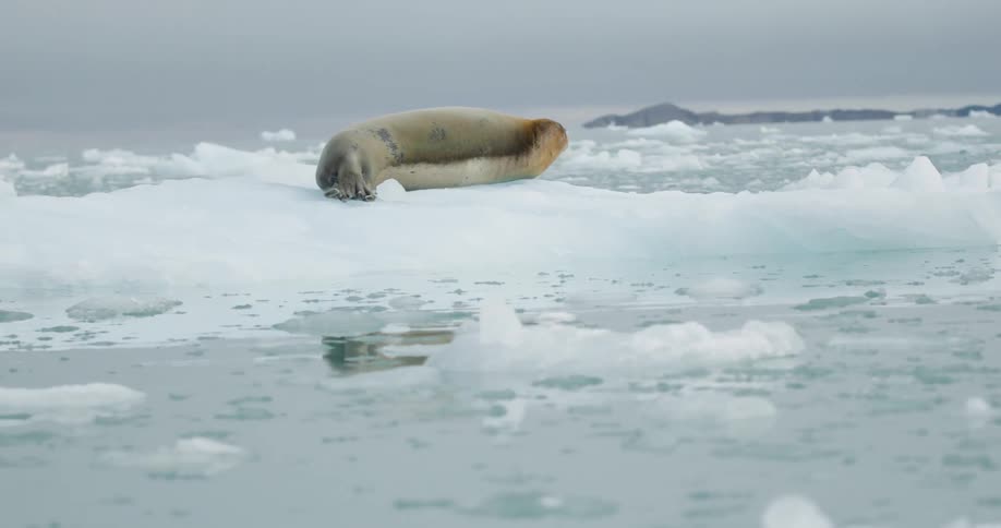 A seal lounges on a floating ice floe in a calm arctic seascape under a soft sky