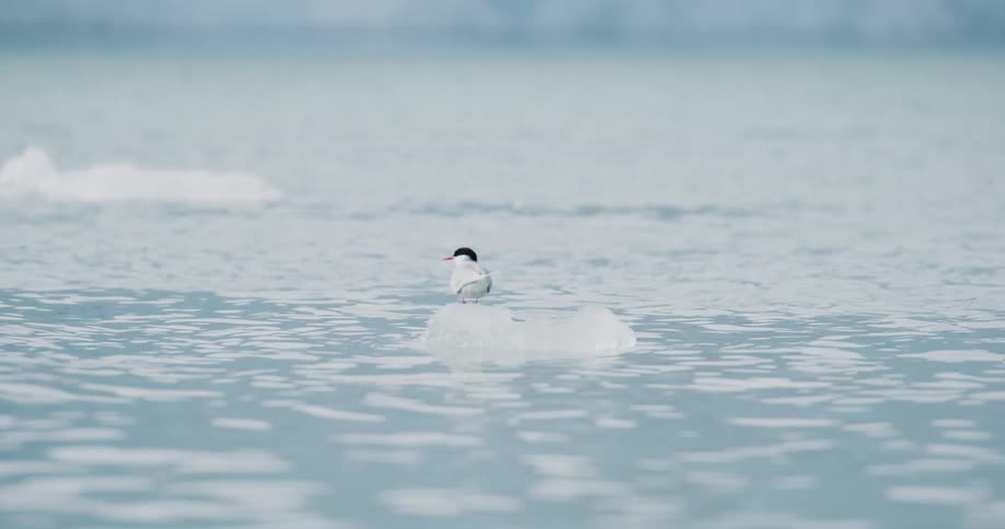 Bird sits on a small piece of ice floating in the sea on a winter day