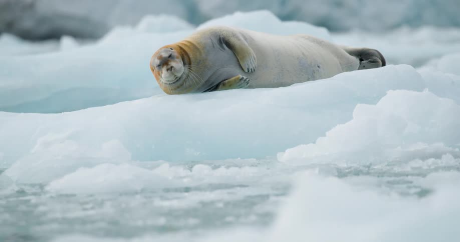 A light grey seal with a spotted face lies on its side atop a floating piece of ice in a cold sea