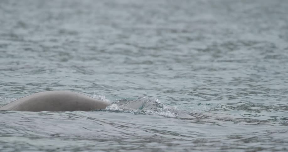 A walrus lifts its head above the choppy grey water before arching its back to dive beneath the surface