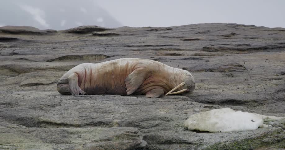 Walrus resting on a rocky shore with visible tusks and a small ice block nearby