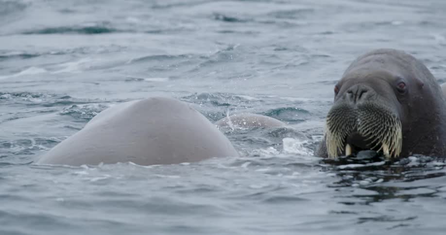 Water splashes as walruses go underwater